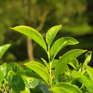  Tea
